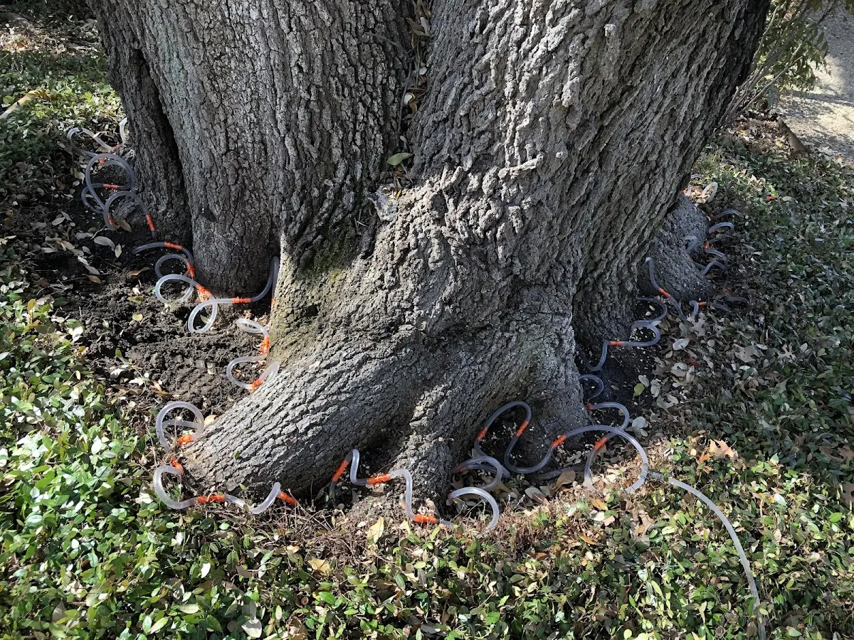 Detailed Tree Cabling and Bracing job site in Redwood