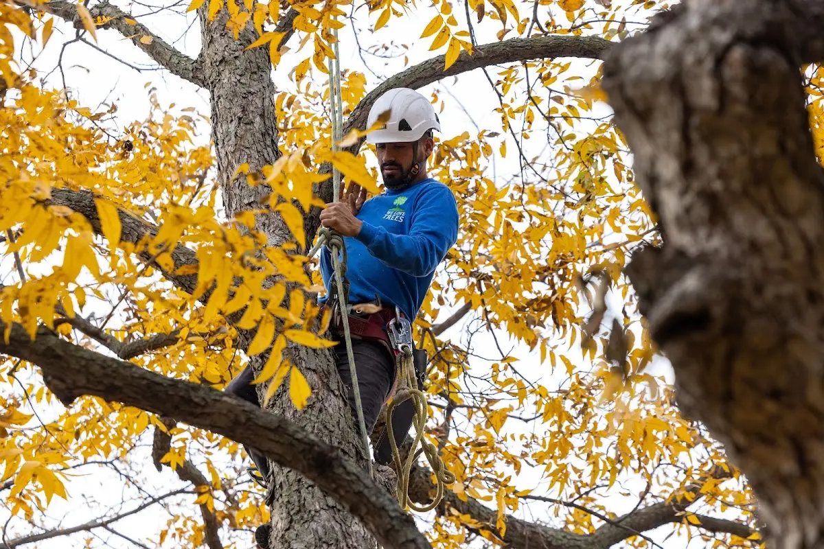 Skilled Tree Transplanting crew working in Redwood