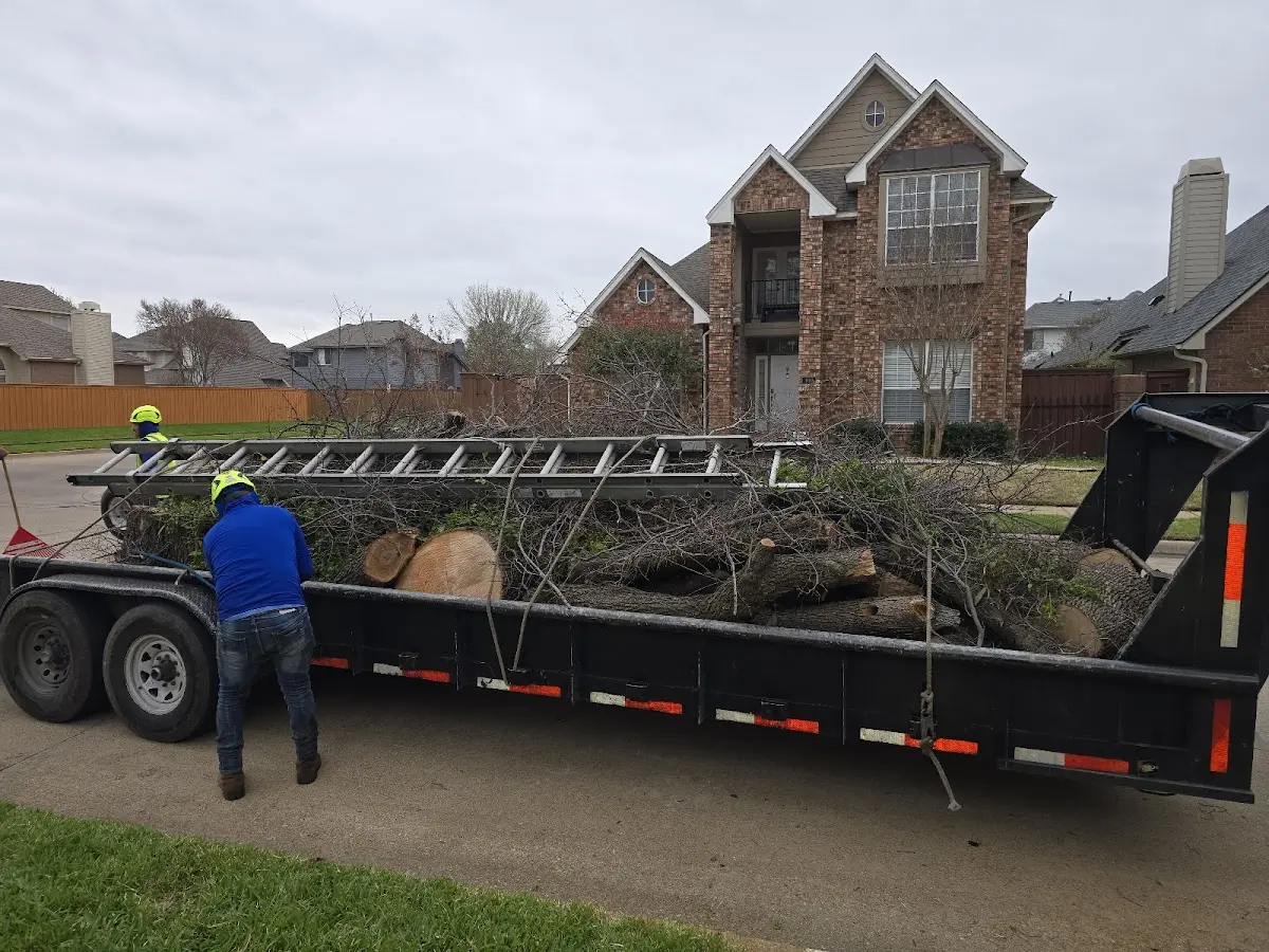 Expert Tree Pest Control with proper safety equipment in Redwood